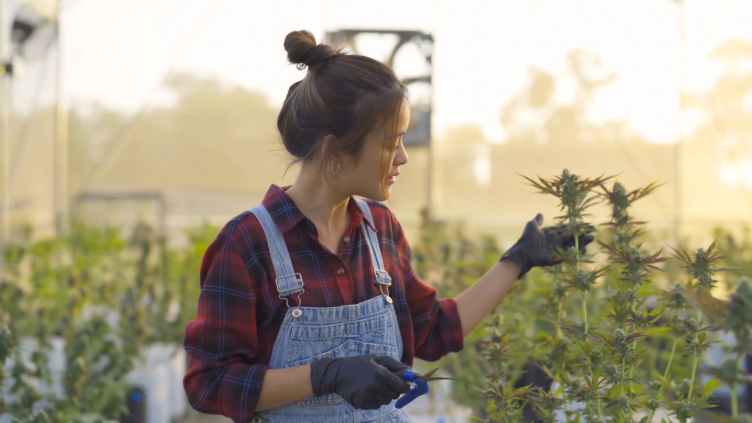 Responsible Cultivator Training